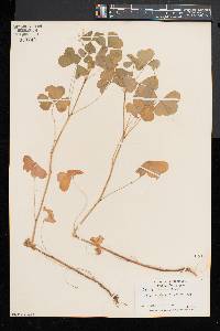 Oxalis grandis image