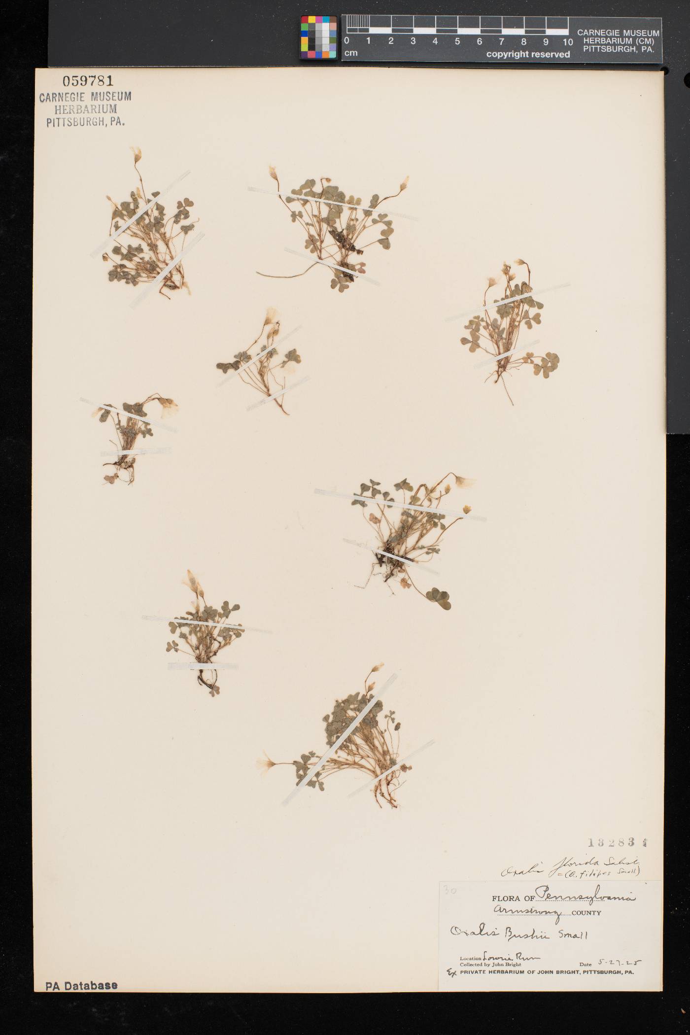 Oxalis florida image