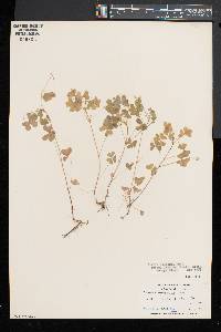 Oxalis florida image