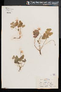 Oxalis montana image