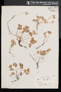 Oxalis montana image