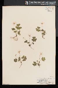 Oxalis montana image