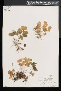 Oxalis montana image