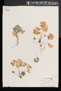 Oxalis montana image