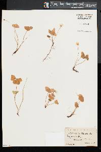 Oxalis montana image