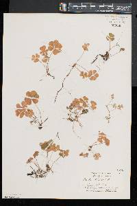 Oxalis montana image