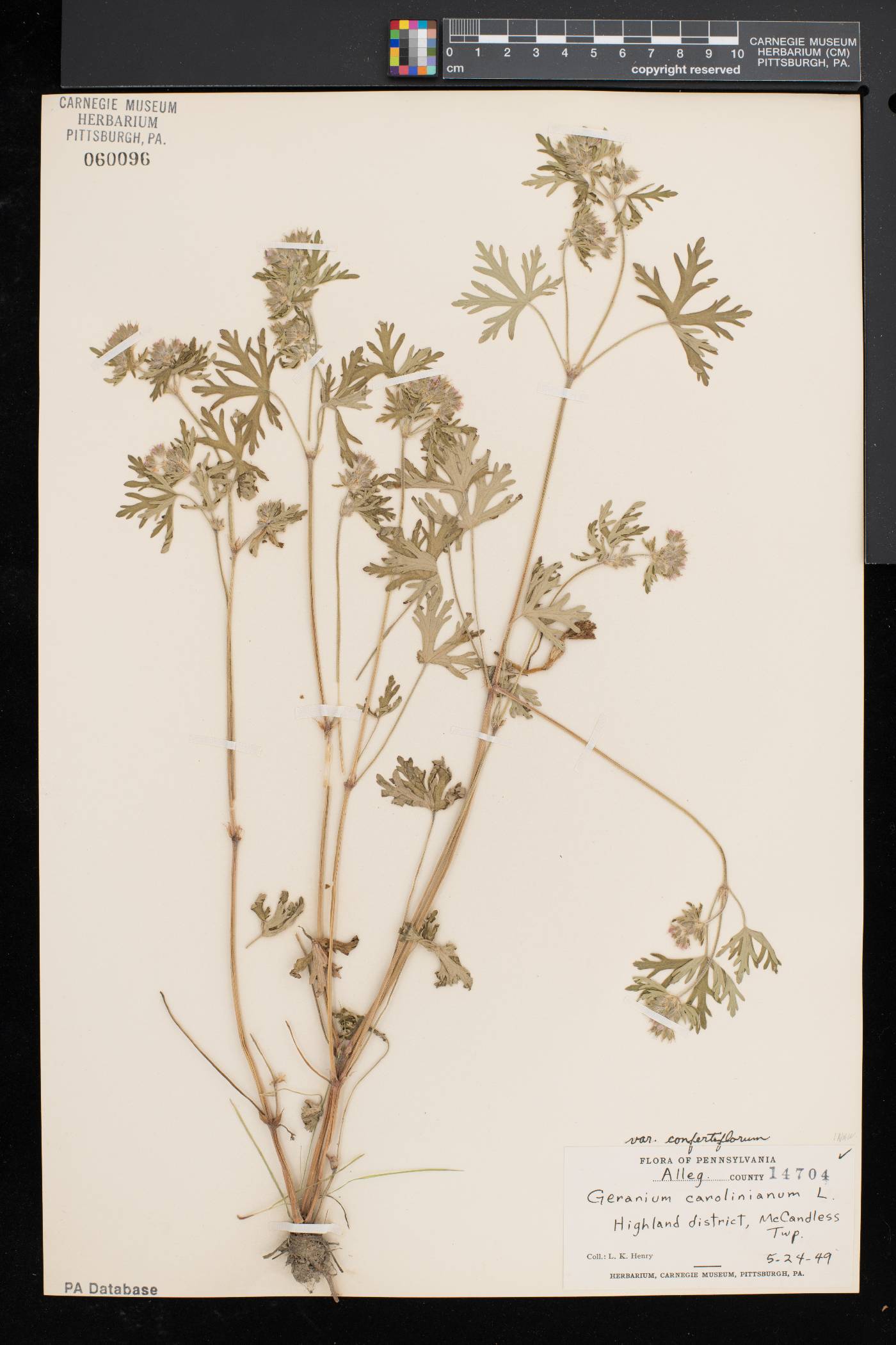 Geranium carolinianum var. carolinianum image