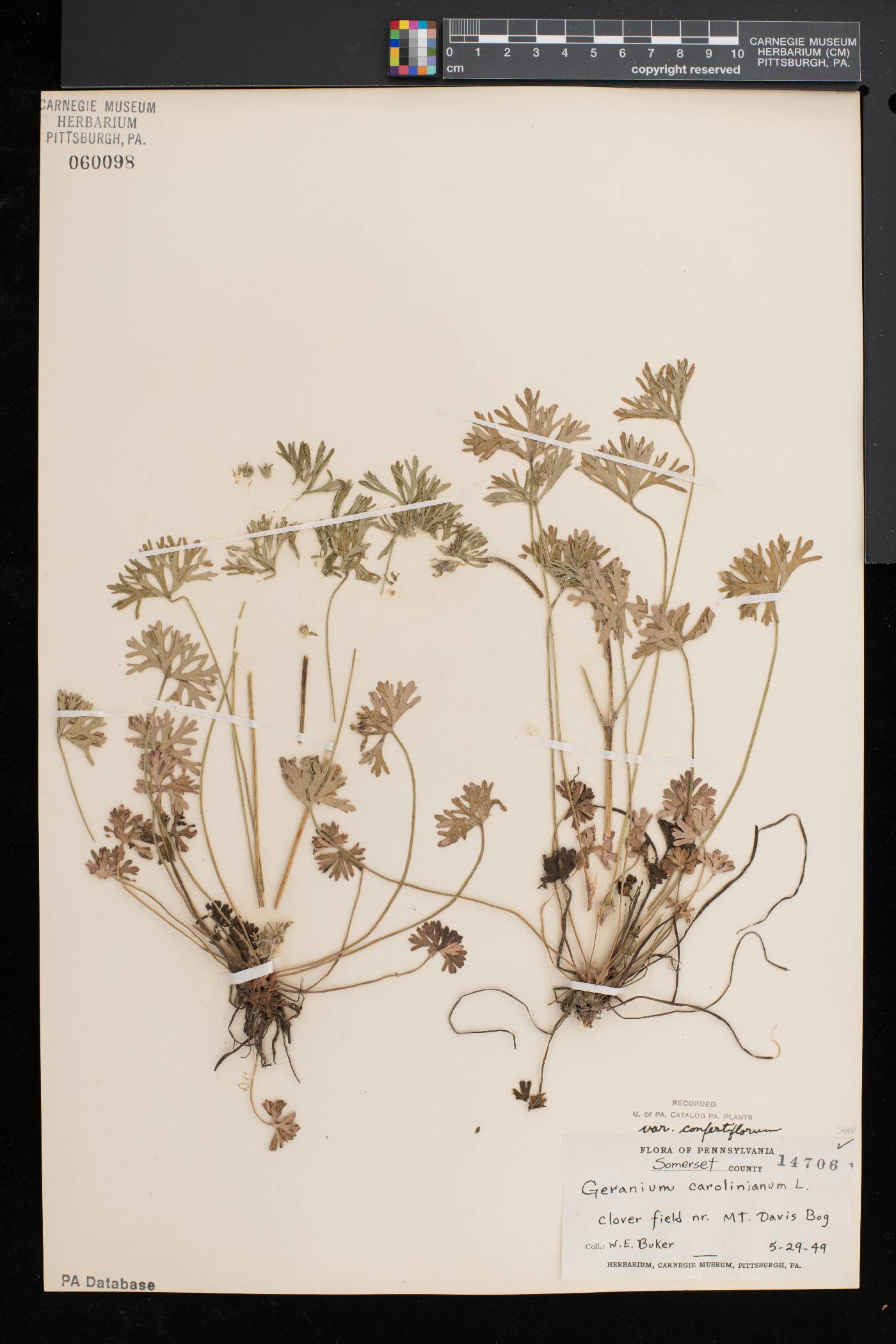 Geranium carolinianum var. carolinianum image