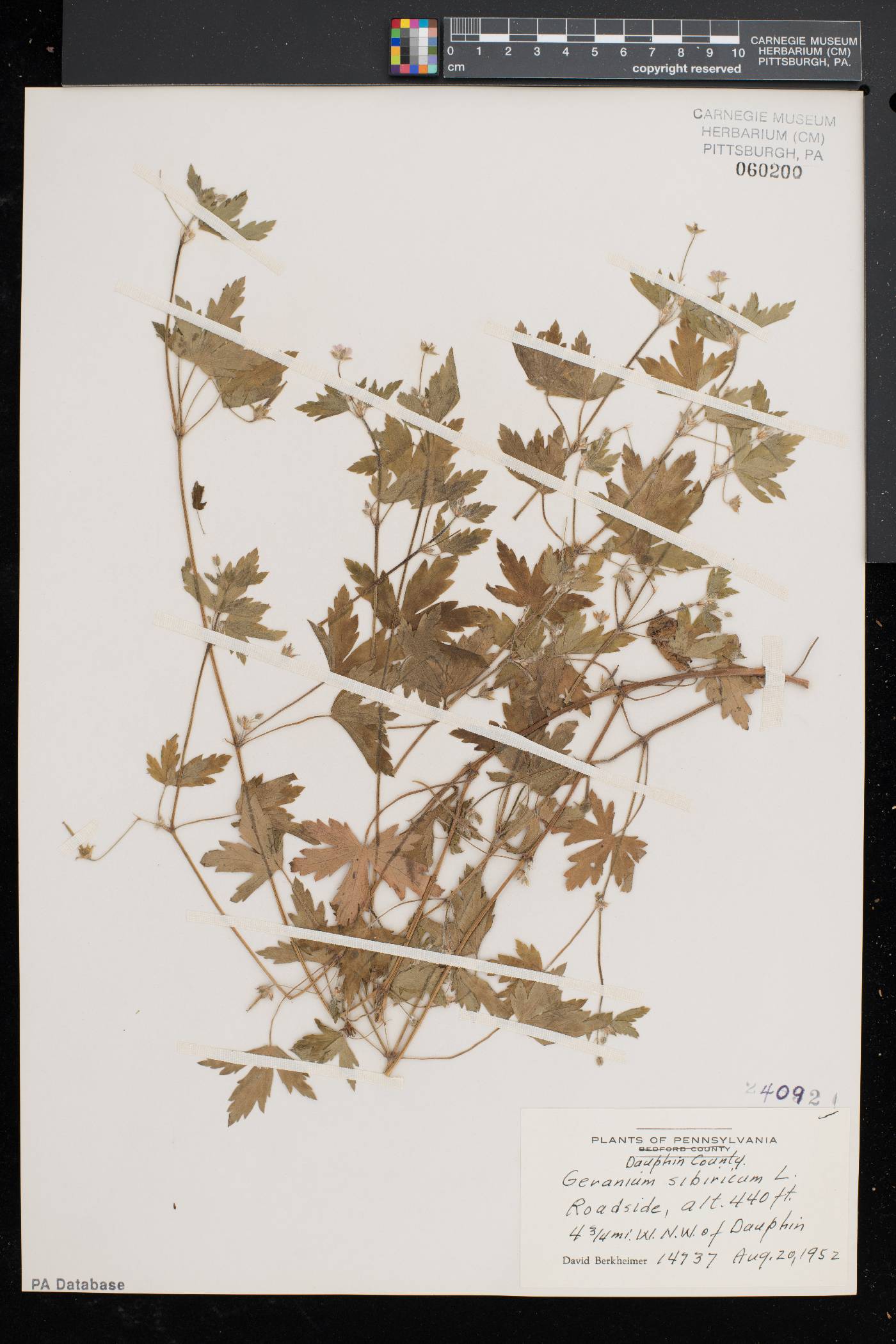 Geranium sibiricum image