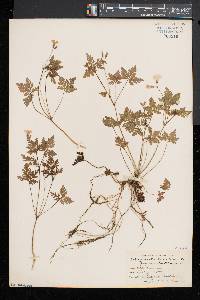 Geranium robertianum image