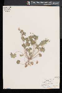 Geranium molle image