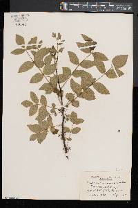 Zanthoxylum americanum image