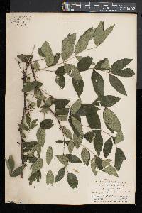 Zanthoxylum americanum image