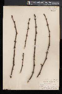 Zanthoxylum americanum image