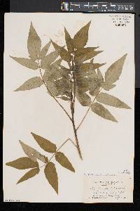 Ailanthus altissima image