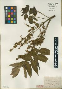 Ailanthus altissima image