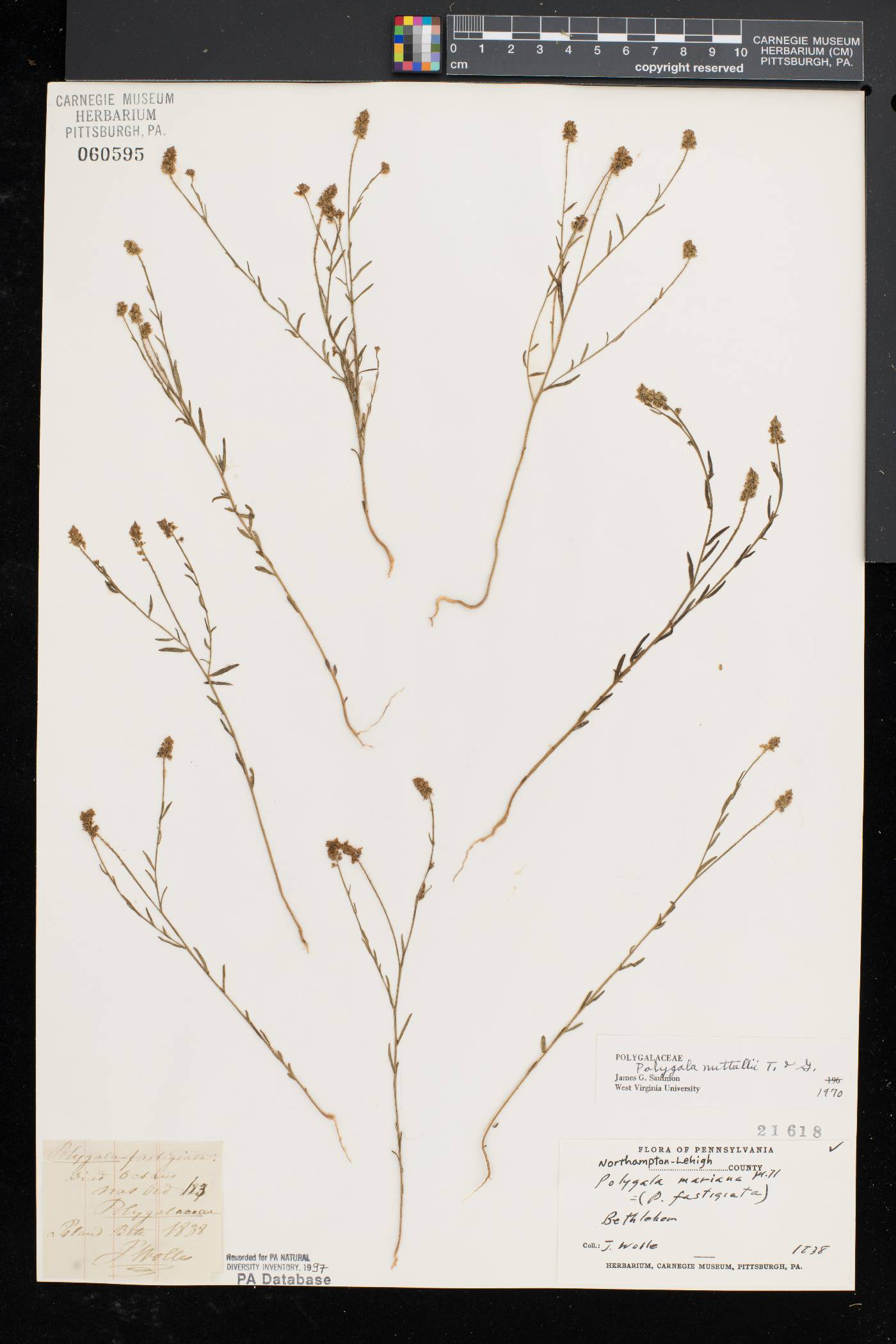 Polygala nuttallii image