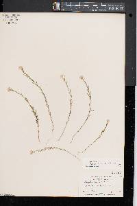 Polygala sanguinea image