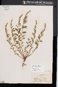 Polygala senega image