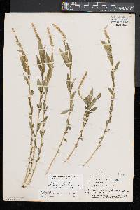 Polygala lonchophylla image