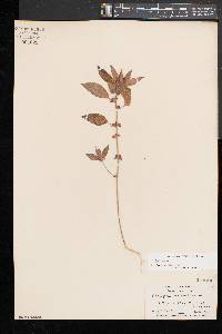 Acalypha virginica image