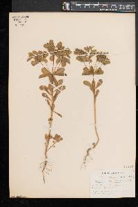 Euphorbia helioscopia image