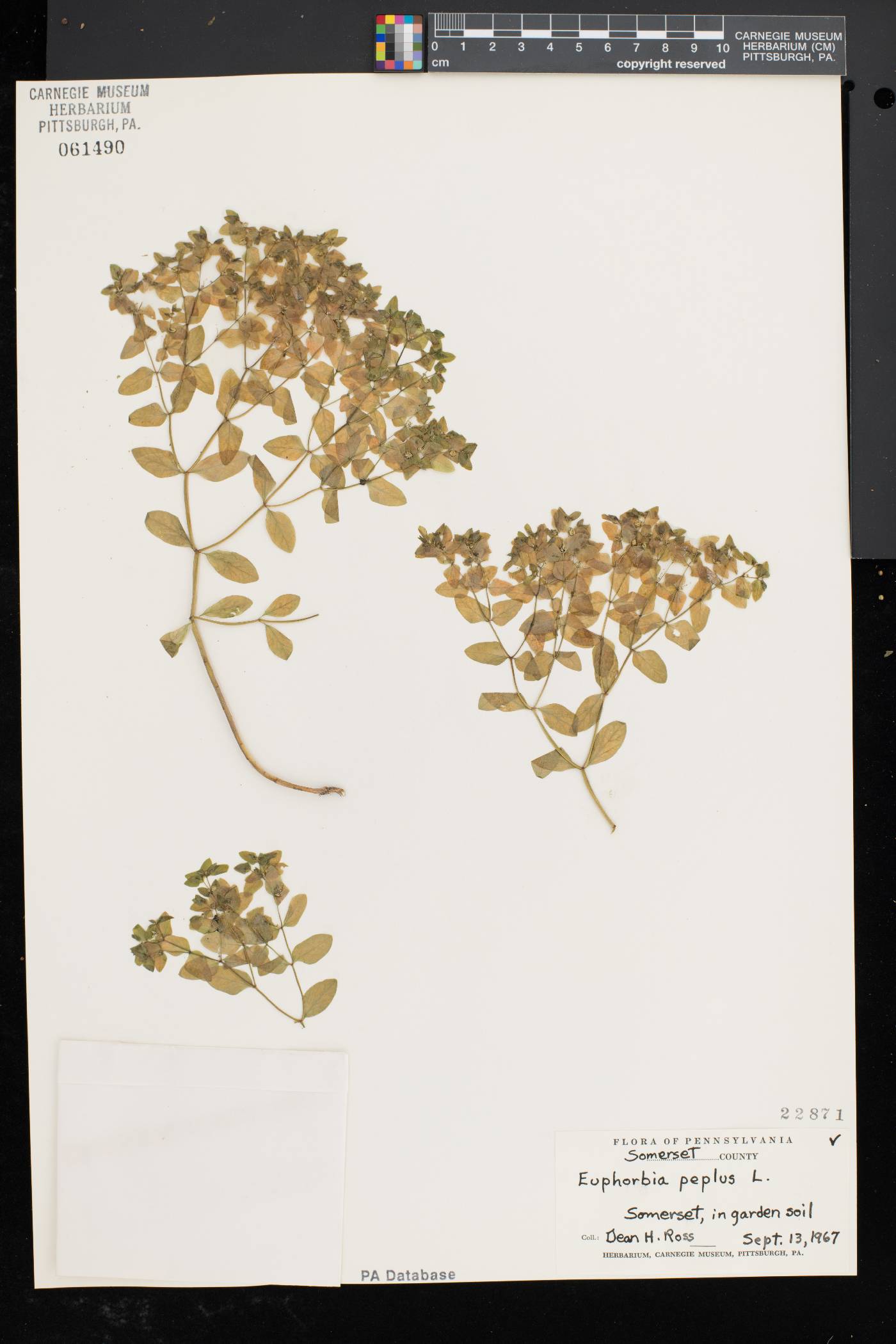 Euphorbia peplus image