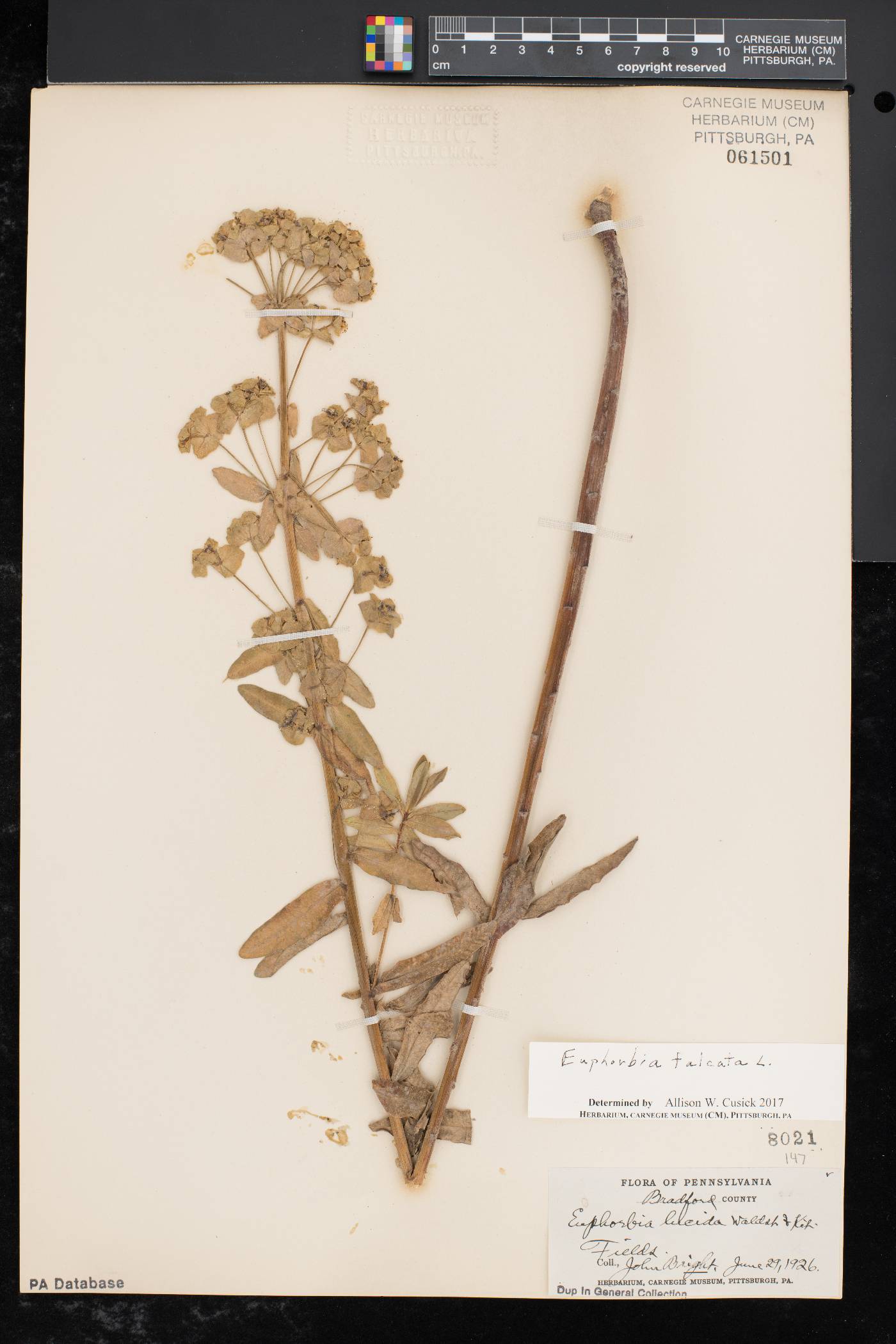 Euphorbia falcata image