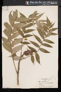 Rhus typhina image