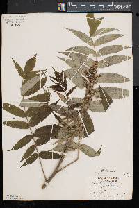 Rhus typhina image