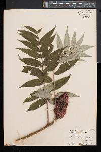 Rhus typhina image