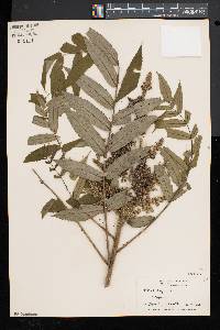 Rhus typhina image