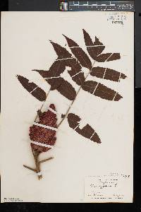 Rhus typhina image