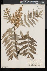 Rhus typhina image