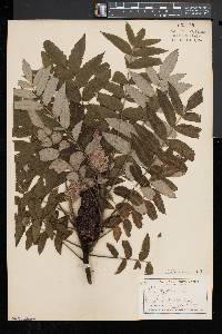 Rhus typhina image