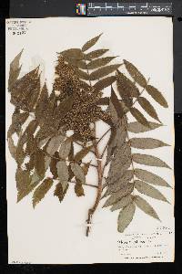 Rhus typhina image