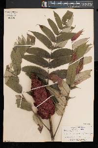 Rhus typhina image