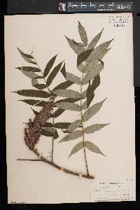 Rhus typhina image