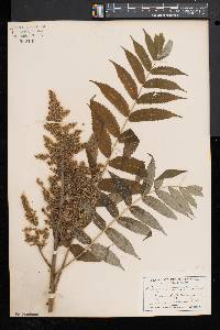 Rhus typhina image