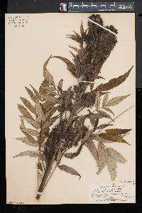 Rhus typhina image