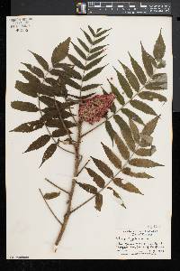 Rhus typhina image