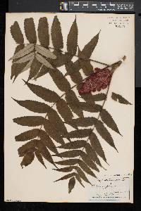 Rhus typhina image