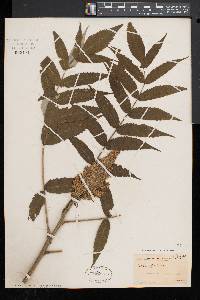 Rhus typhina image