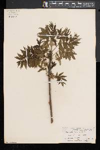 Rhus typhina image