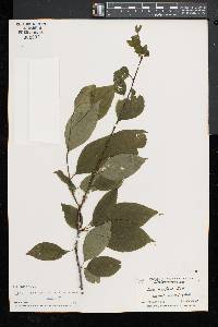 Ilex montana image