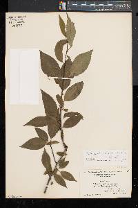 Ilex montana image