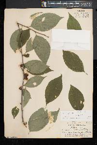 Ilex montana image