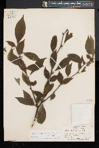 Ilex montana image