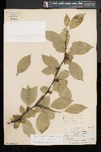 Ilex montana image