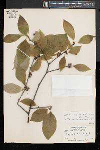 Ilex montana image